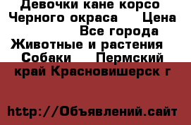 Девочки кане корсо. Черного окраса.  › Цена ­ 65 000 - Все города Животные и растения » Собаки   . Пермский край,Красновишерск г.